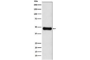 Western blot analysis of ADK expression in HepG2 cell lysate.