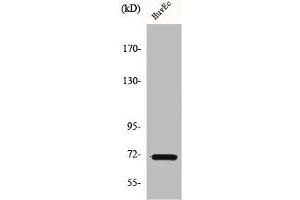 Western Blot analysis of HuvEc cells using Cox-1 Polyclonal Antibody (PTGS1 Antikörper  (C-Term))