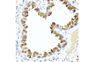 Immunohistochemistry (IHC) image for anti-Neuregulin 4 (NRG4) (AA 1-115) antibody (ABIN3016310)