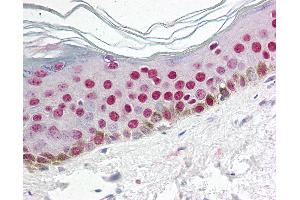 Anti-CCNO / Cyclin O antibody IHC of human skin. (Cyclin O Antikörper  (N-Term))