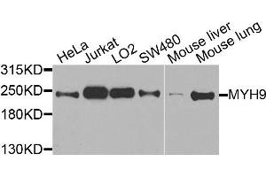 Western blot analysis of extracts of various cell lines, using MYH9 antibody (ABIN5970029) at 1/1000 dilution. (Myosin 9 Antikörper)