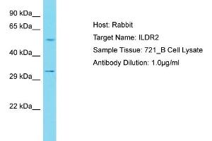 Host: Rabbit Target Name: ILDR2 Sample Tissue: Human 721_B Whole Cell Antibody Dilution: 1ug/ml (ILDR2 Antikörper  (C-Term))