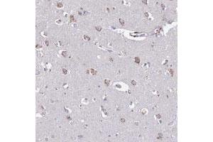 Immunohistochemical staining of human cerebral cortex with HS2ST1 polyclonal antibody  shows granular cytoplasmic positivity in neuronal cells.