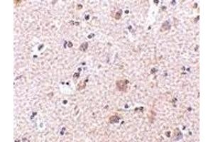 Immunohistochemistry (IHC) image for anti-Mesencephalic Astrocyte-Derived Neurotrophic Factor (MANF) (N-Term) antibody (ABIN1031449) (MANF Antikörper  (N-Term))