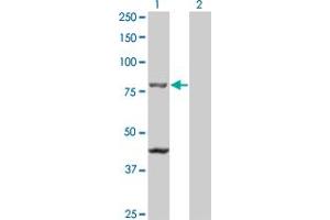 Western Blot analysis of TAP1 expression in transfected 293T cell line by TAP1 monoclonal antibody (M01), clone 2B4. (TAP1 Antikörper  (AA 241-350))
