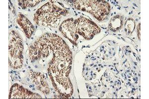 Immunohistochemical staining of paraffin-embedded Human Kidney tissue using anti-PDSS2 mouse monoclonal antibody.
