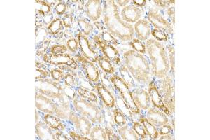Immunohistochemistry of paraffin-embedded mouse kidney using MDH2 Rabbit mAb (ABIN7268381) at dilution of 1:25 (40x lens). (MDH2 Antikörper)