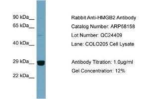 WB Suggested Anti-HMGB2  Antibody Titration: 0. (HMGB2 Antikörper  (Middle Region))