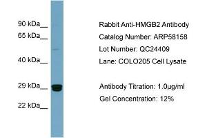 WB Suggested Anti-HMGB2  Antibody Titration: 0. (HMGB2 Antikörper  (Middle Region))
