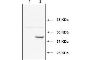 Image no. 1 for anti-Ubiquitin-Conjugating Enzyme E2, J1, U (UBE2J1) (N-Term) antibody (ABIN401384) (UBE2J1 Antikörper  (N-Term))