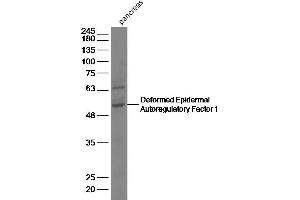 Western Blotting (WB) image for anti-Deformed Epidermal Autoregulatory Factor 1 (Drosophila) (DEAF1) (AA 211-310) antibody (ABIN873000)
