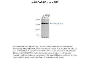 Image no. 1 for anti-Non-SMC Condensin II Complex, Subunit D3 (NCAPD3) antibody (ABIN1042599)