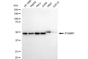 Western blotting analysis using STAMBP antibody (ABIN7800433).