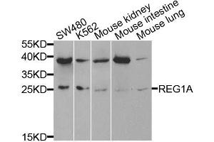 Western blot analysis of extracts of various cell lines, using REG1A antibody. (REG1A Antikörper  (AA 50-150))