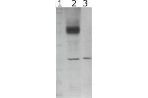 Western-Blot detection of human GFRα-2 expressed in CHO cells. (GFRA2 Antikörper)