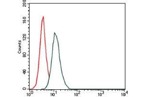 Image no. 4 for anti-Hyaluronan Synthase 3 (HAS3) (AA 312-364) antibody (ABIN1498588)