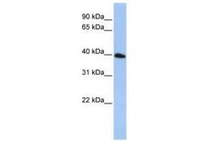 Image no. 1 for anti-Tetraspanin 17 (TSPAN17) (AA 72-121) antibody (ABIN6740790) (Tetraspanin 17 Antikörper  (AA 72-121))
