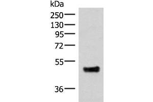 Western blot analysis of Mouse lung tissue lysate using IRX5 Polyclonal Antibody at dilution of 1:300 (IRX5 Antikörper)