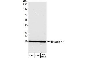 Western Blotting (WB) image for anti-Histone H3 (H3) (C-Term) antibody (ABIN7455227) (Histone 3 Antikörper  (C-Term))