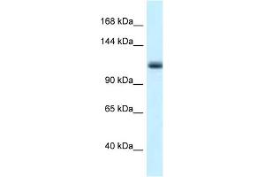WB Suggested Anti-Mcm10 Antibody   Titration: 1. (MCM10 Antikörper  (N-Term))