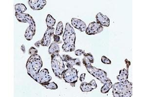 IHC analysis of CTBP2 using anti-CTBP2 antibody (ABIN7601326). (CTBP2 Antikörper  (AA 321-445))