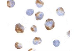 Image no. 2 for anti-BMI1 Polycomb Ring Finger Oncogene (BMI1) (Middle Region) antibody (ABIN318769) (BMI1 Antikörper  (Middle Region))