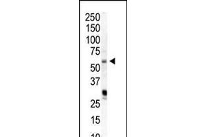 Western blot analysis of anti-PIP5K1A Pab in HeLa cell lysate (PIP5K1A Antikörper  (N-Term))