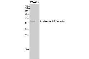 Western Blotting (WB) image for anti-Histamine Receptor H3 (HRH3) (Internal Region) antibody (ABIN3185012) (HRH3 Antikörper  (Internal Region))