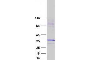 Western Blotting (WB) image for Syntaxin 1A (Brain) (STX1A) (Transcript Variant 2) protein (Myc-DYKDDDDK Tag) (ABIN2733108)