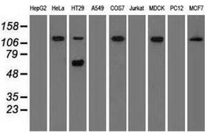 Western blot analysis of extracts (35 µg) from 9 different cell lines by using anti-SIGLEC9 monoclonal antibody. (SIGLEC9 Antikörper)