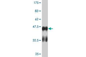 Western Blot detection against Immunogen (41. (RUNX2 Antikörper  (AA 311-450))