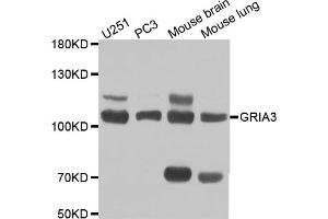 Western blot analysis of extracts of various cell lines, using GRIA3 antibody. (Glutamate Receptor 3 Antikörper)