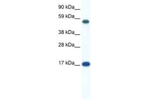 Western Blotting (WB) image for anti-Zinc Finger Protein 554 (ZNF554) antibody (ABIN2461304) (ZNF554 Antikörper)