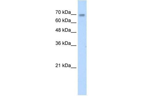 ZNF264 Antikörper  (C-Term)