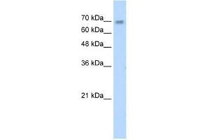 ZNF264 antibody used at 1.