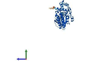 Protein Structure (PS) image for UDP-Glucuronate Decarboxylase 1 (UXS1) (AA 1-420) protein (His tag) (ABIN7545024)