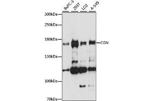 Western blot analysis of extracts of various cell lines, using CGN antibody. (Cingulin Antikörper)