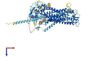 Anoctamin 6 Protein (ANO6) (AA 1-910) (His tag)