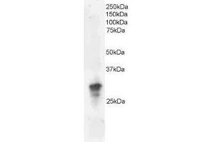 Image no. 1 for anti-Growth Factor Receptor-Bound Protein 2 (GRB2) (C-Term) antibody (ABIN374150) (GRB2 Antikörper  (C-Term))