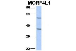 Host:  Rabbit  Target Name:  MORF4L1  Sample Type:  Human Adult Placenta  Antibody Dilution:  1. (MORF4L1 Antikörper  (N-Term))