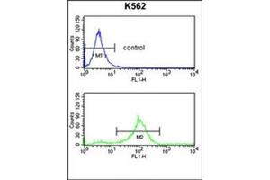 Flow Cytometry analysis of K562 cells using SFRP1 Antibody (N-term) Cat. (SFRP1 Antikörper  (N-Term))