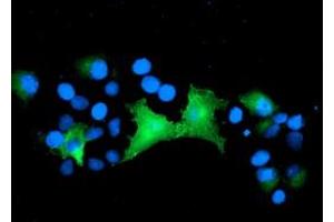 Anti-EPN2 mouse monoclonal antibody (ABIN2455559) immunofluorescent staining of COS7 cells transiently transfected by pCMV6-ENTRY EPN2 (RC213652). (Epsin 2 Antikörper)