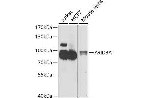 Western blot analysis of extracts of various cell lines, using A antibody (ABIN6131196, ABIN6137102, ABIN6137103 and ABIN6223591) at 1:1000 dilution. (ARID3A Antikörper  (AA 324-593))