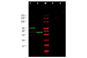 Image no. 1 for anti-Checkpoint Kinase 1 (CHEK1) (AA 312-327) antibody (ABIN290165) (CHEK1 Antikörper  (AA 312-327))