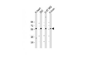 All lanes : Anti-ENTPD2 Antibody (N-term) at 1:2000 dilution Lane 1: H. (ENTPD2 Antikörper  (N-Term))