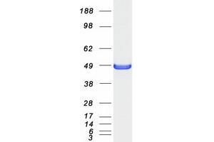 Western Blotting (WB) image for SH3-Domain GRB2-Like Endophilin B2 (SH3GLB2) protein (Myc-DYKDDDDK Tag) (ABIN2720175)