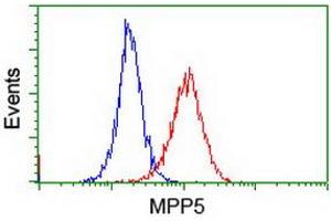 Image no. 3 for anti-Membrane Protein, Palmitoylated 5 (MAGUK P55 Subfamily Member 5) (MPP5) antibody (ABIN1500023) (MPP5 Antikörper)