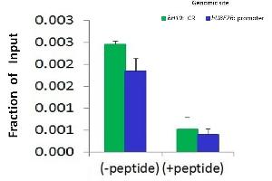 Chromatin Immunoprecipitation (ChIP) image for anti-CCCTC-Binding Factor (Zinc Finger Protein) (CTCF) (N-Term) antibody (ABIN2780790)