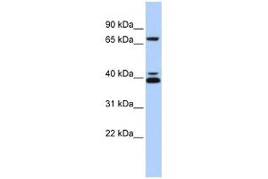 WB Suggested Anti-GATA6 Antibody Titration: 0. (GATA6 Antikörper  (Middle Region))