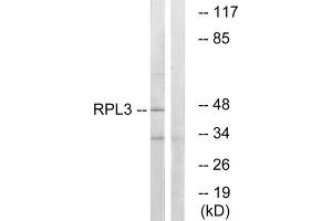 Western Blotting (WB) image for anti-Ribosomal Protein L3 (RPL3) (Internal Region) antibody (ABIN1850627) (RPL3 Antikörper  (Internal Region))